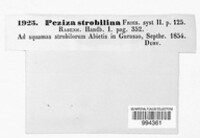 Crocicreas strobilinum image